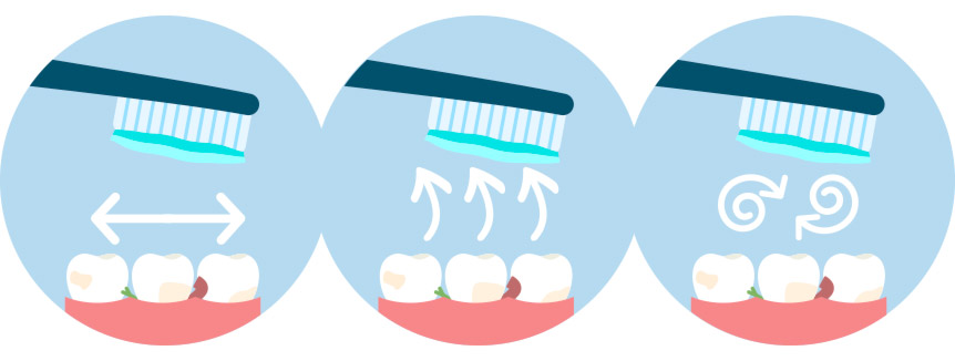 infografia dientes infografia dientes